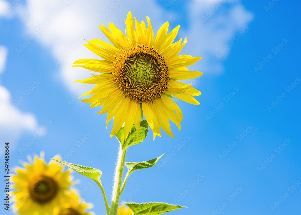 Close-up sunflowers in the field of sunflowers farm in sunny day with clear blue sky background. Close-up sunflowers in the field of sunflowers farm in sunny day with clear blue sky background.