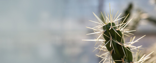 Gordijnen Cactus Cactus met lange witte naalden  © Kornienko Alexandr