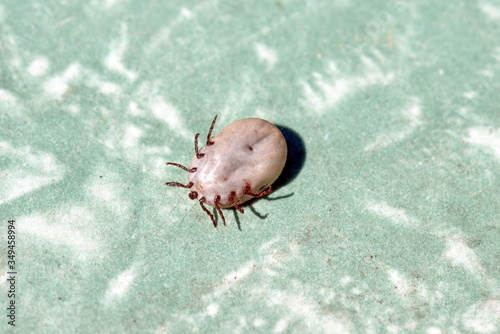 a tick that has drunk blood extracted from a dog infected photo