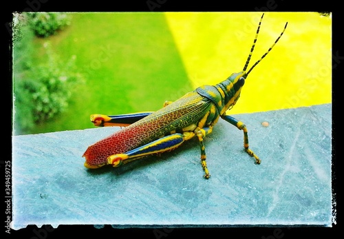 Slika na platnu Close-up Of Multi Colored Grasshopper