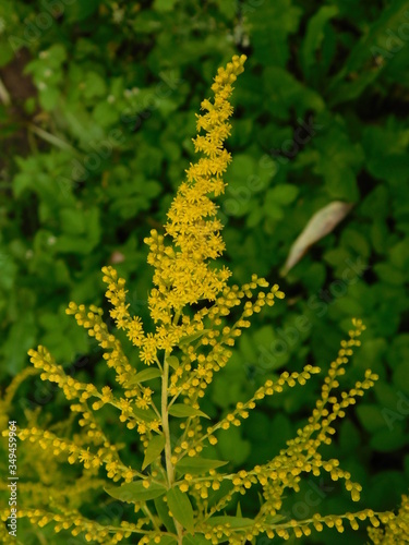 yellow fragrant flowers