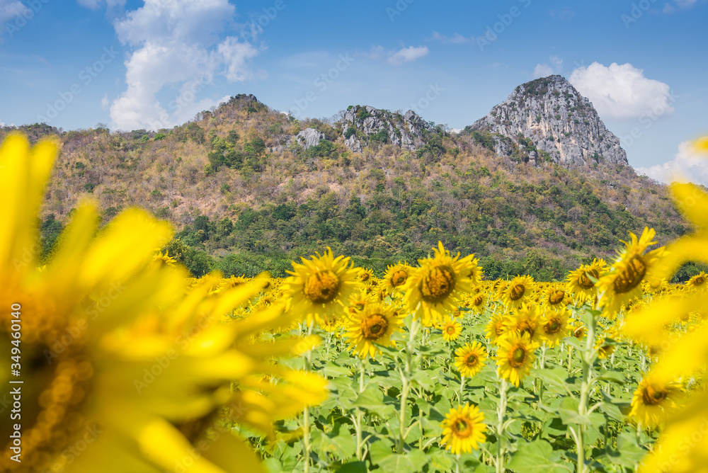 Beautiful glittering blooming yellow sunflowers farm with rock mountains background and cloudy sky. Sunflowers field farming garden in mountain valley.
