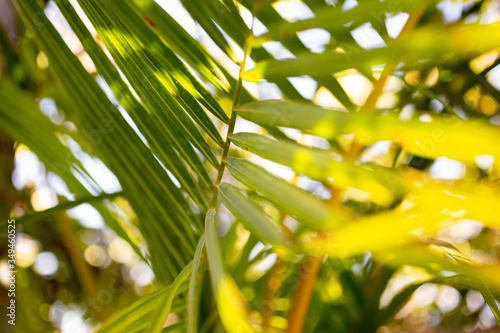 A closeup view of a palm frond glistening in the afternoon sun.