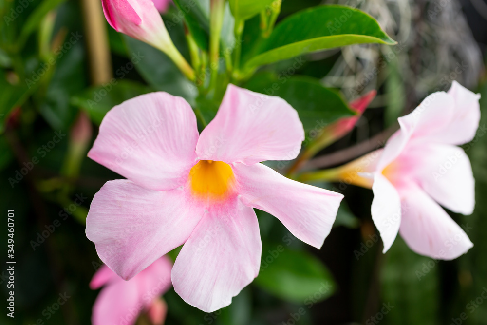 Fototapeta premium A view of Brazilian jasmine flowers, in a garden setting.