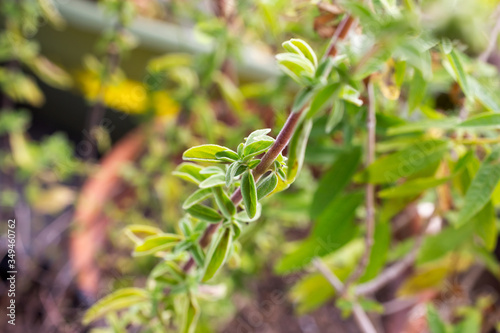 A closeup view of a stalk of German thyme, in a garden setting.