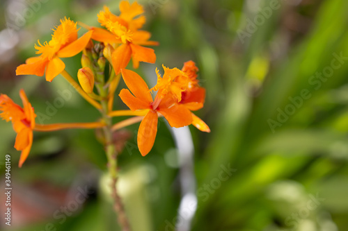 A closeup view of a cluster of epidendrum radicans orchids, in a garden setting, also known as fire star orchid.