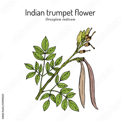 Indian trumpet flower Oroxylum indicum , medicinal plant