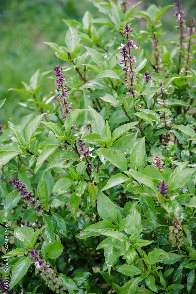 Sweet Basil (Thai Basi) vegetable in garden with water drop. Sweet Basil (Thai Basi) vegetable in garden with water drop.