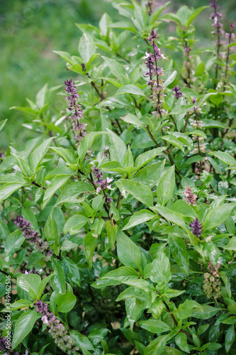 Sweet Basil (Thai Basi) vegetable in garden with water drop.