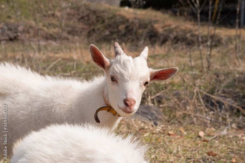 Obraz premium 子ヤギのしぐさ