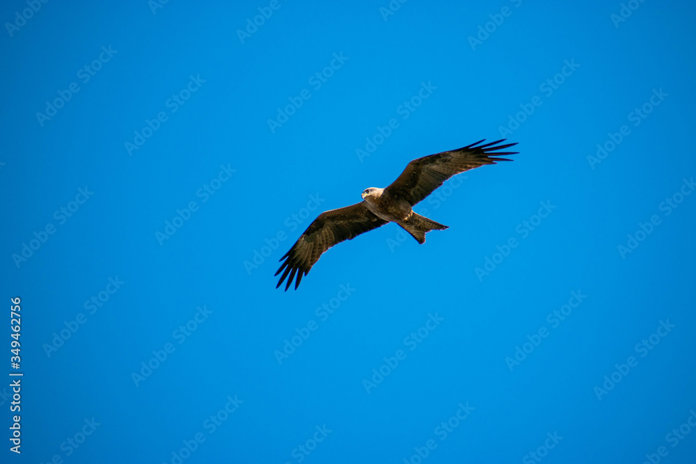 Obraz premium Chicken Hawk in Flight in Townville Australia