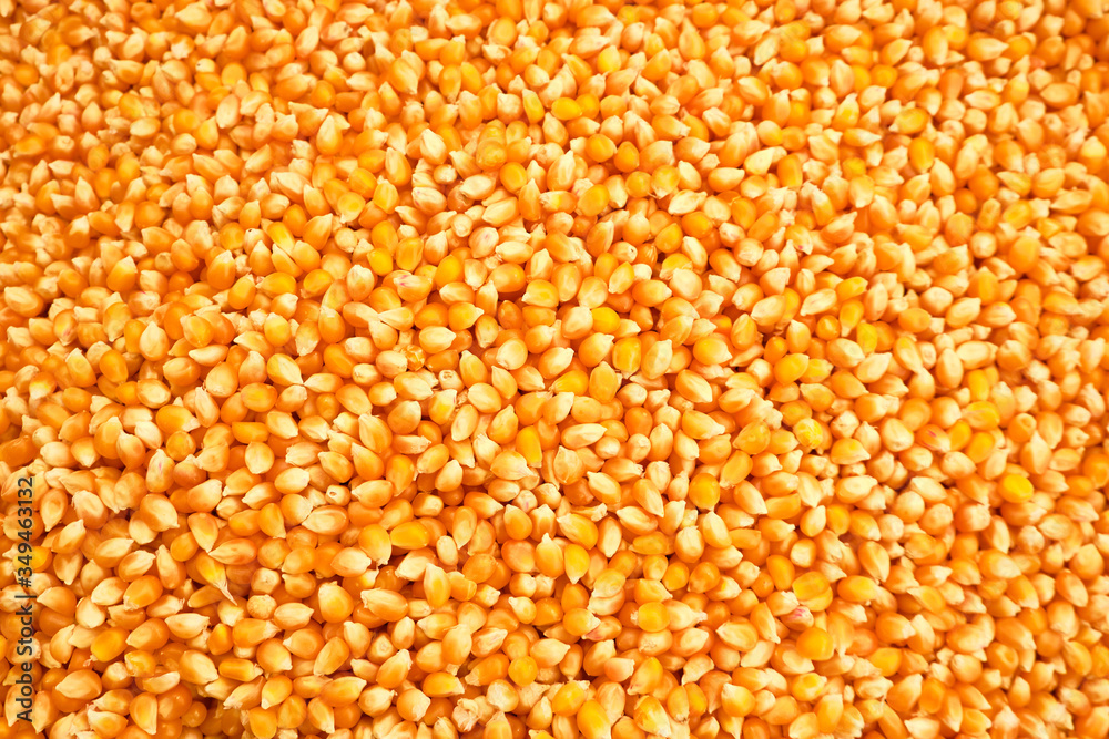 corn cereal kernels background or texture concept corn cereal kernels background or texture concept