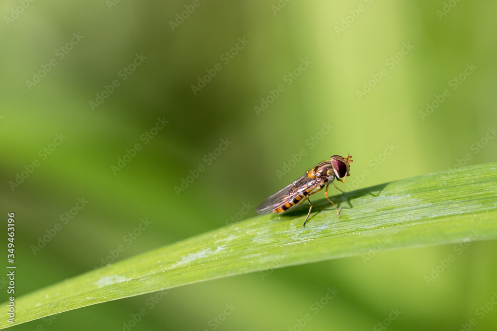 A hoverfly (a member of the fly family) flies in the garden and lands on a leaf. A hoverfly (a member of the fly family) flies in the garden and lands on a leaf.