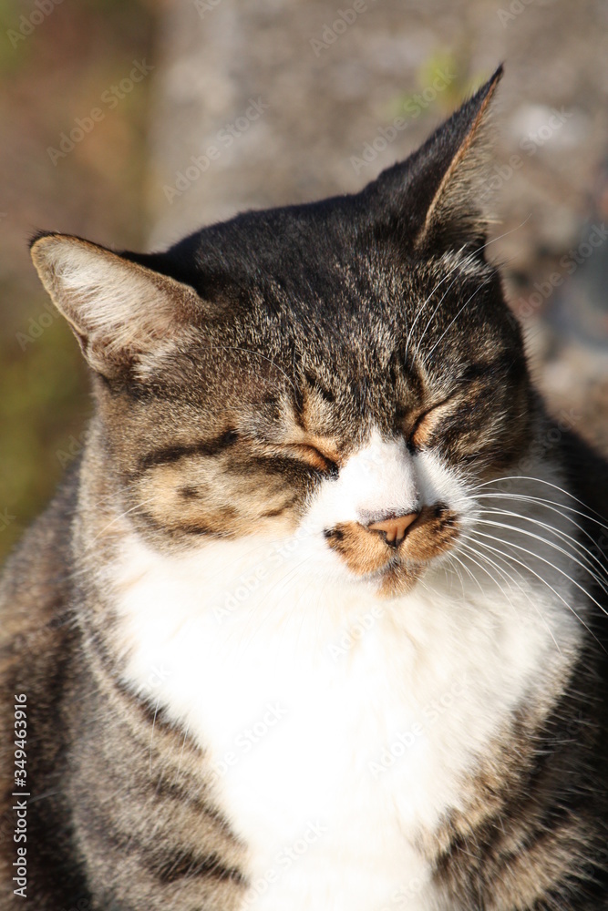 日向ぼっこする猫