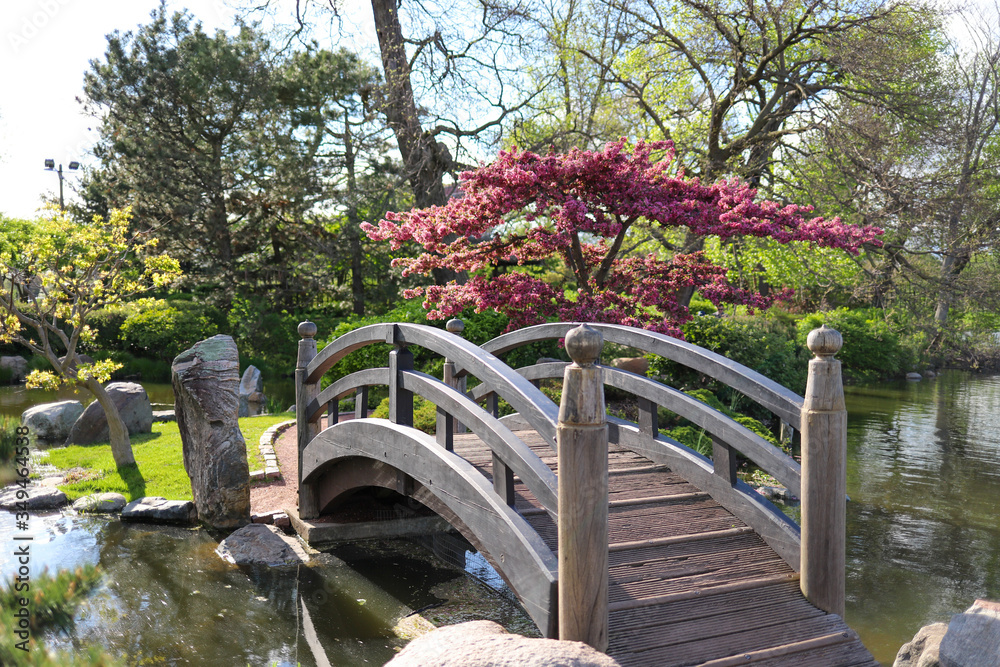 A view of a wooden bridge across a pond, pink sakura (cherry blossom) tree and green lawn decorated with rocks in a Japanese style garden