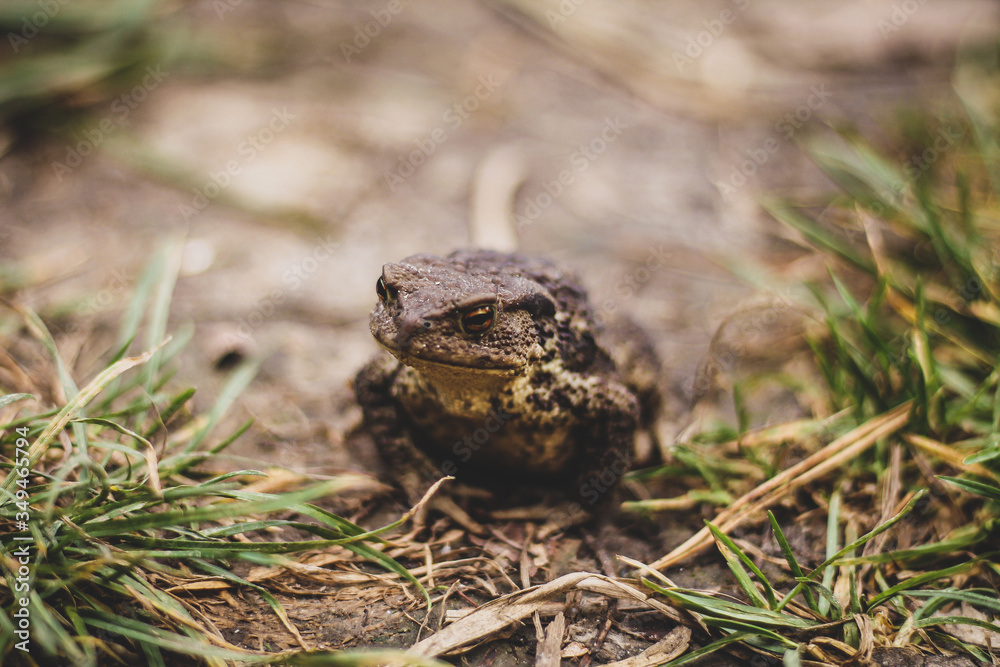 Fototapeta premium frog on the ground