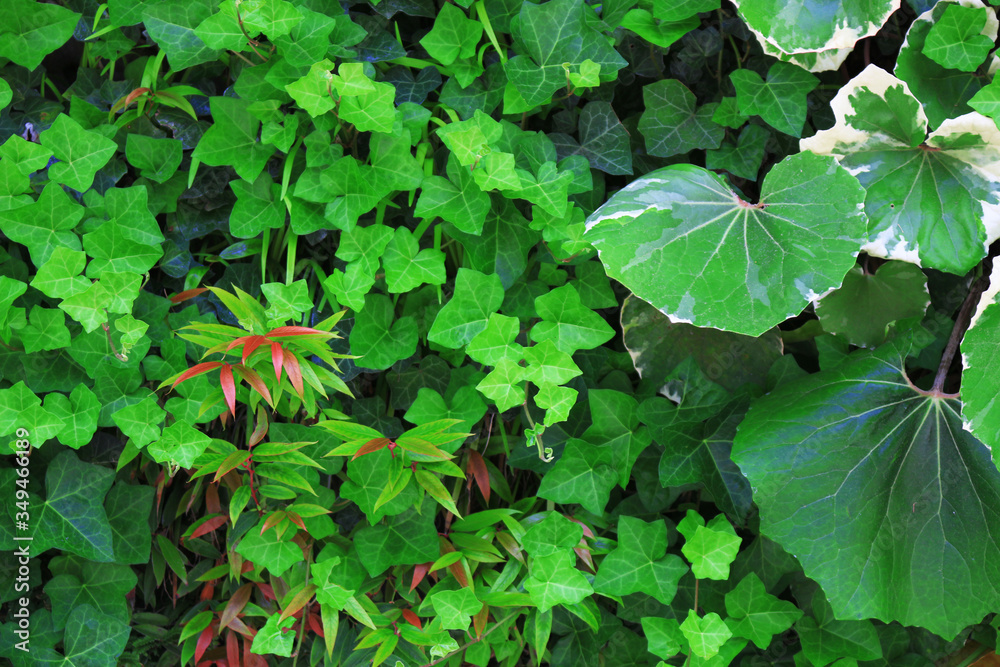 Closeup background material photo of green vegetation planted in a bright garden Closeup background material photo of green vegetation planted in a bright garden