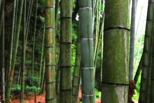 Bamboo forest scenery after the rain