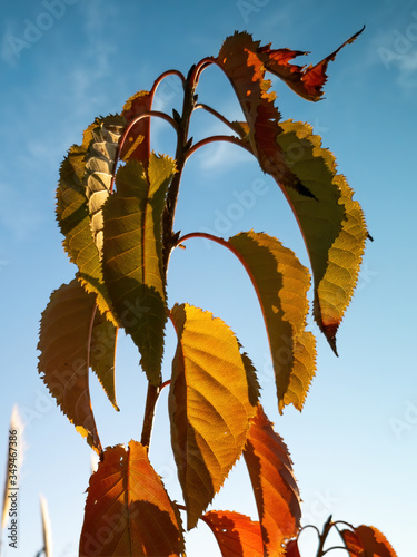 Close up view of autumn orange wild cherry tree leaves in bright evening light