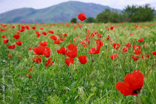 Red poppies. Wild flowers on a background of green grass. Summer natural background.