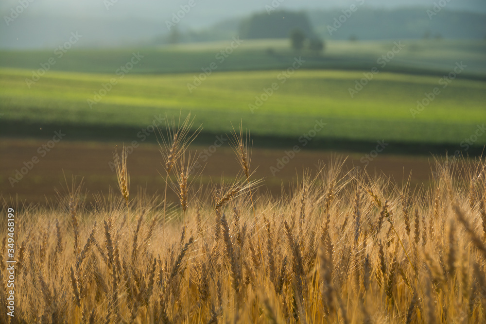 Obraz premium 収穫前のムギの穂