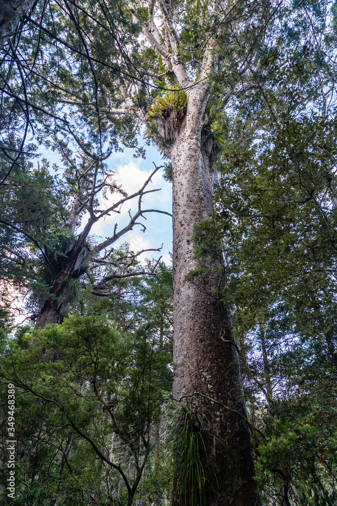 Obraz premium Waipoua Kauri Forest
