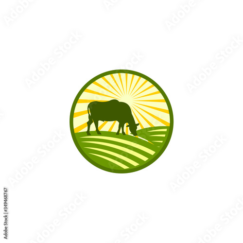 big bull eating grass at field, vector illustrations