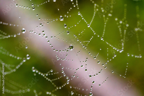 the web with drops of dew in the forest