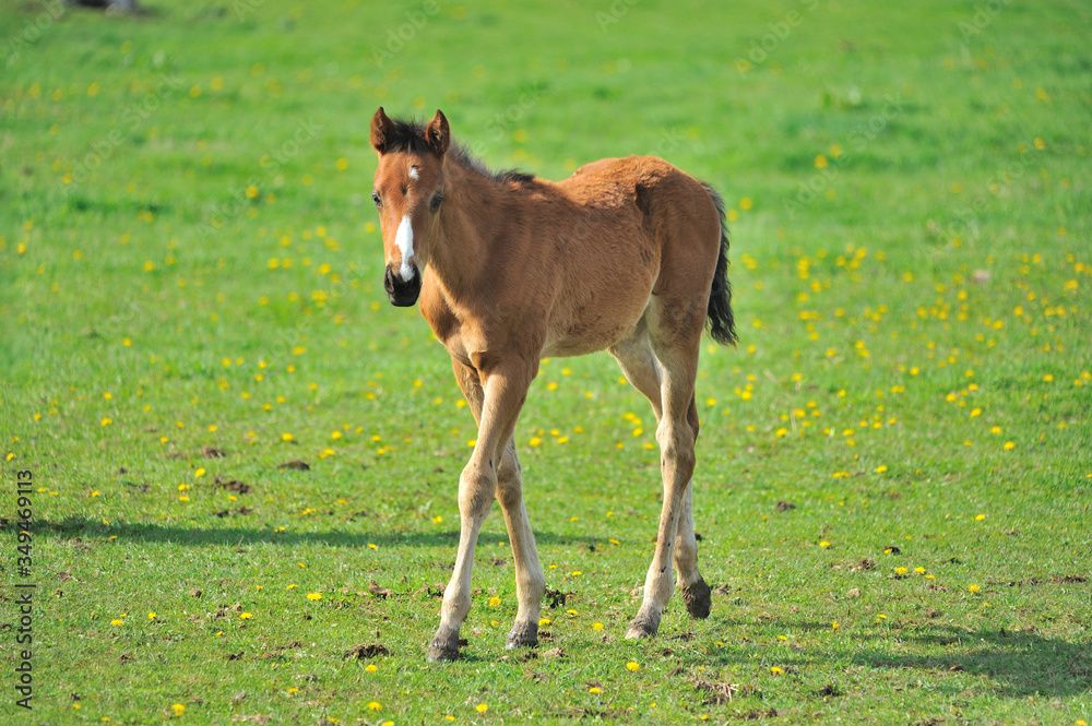 Obraz premium 生まれて間もないサラブレッドの子