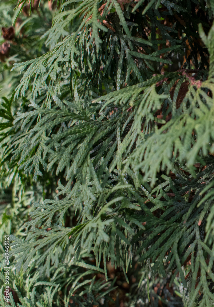 Cypress, closeup of evergreen tree branch. Vertical image Cypress, closeup of evergreen tree branch. Vertical image