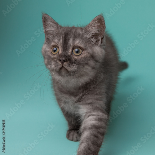 Scottish kitten is played