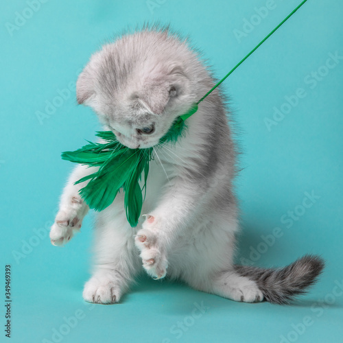 Scottish fold kitten playing with a toy