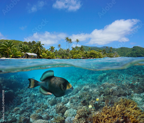 Seascape tropical coast and coral reef with titan triggerfish underwater, split view over and under water surface, French Polynesia, Pacific ocean, Oceania photo