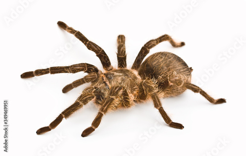 spider tarantula © Sergii