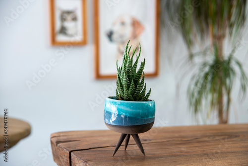 cactus in a handmade ceramic pot on a wooden table in a livingroom