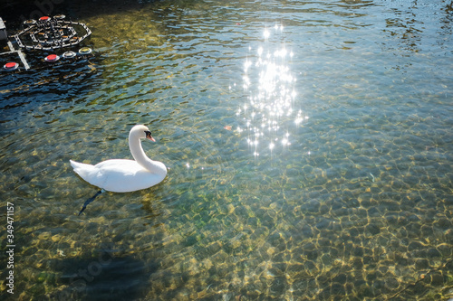 Swan is swimming in pool with sunlight reflecting water.
