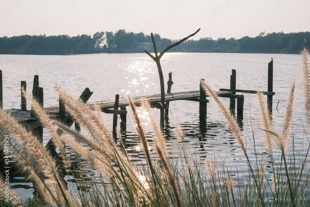 Brown grass flowers isolated from long wood bridge and river background. Long wood bridge in river with sunset.