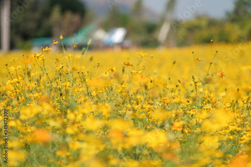 Yellow flowers field background. Blurred yellow flowers with sunlight.