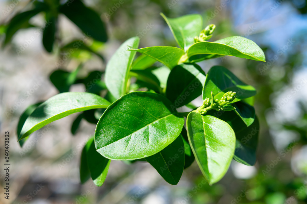Fresh Spring growth Fresh Spring growth