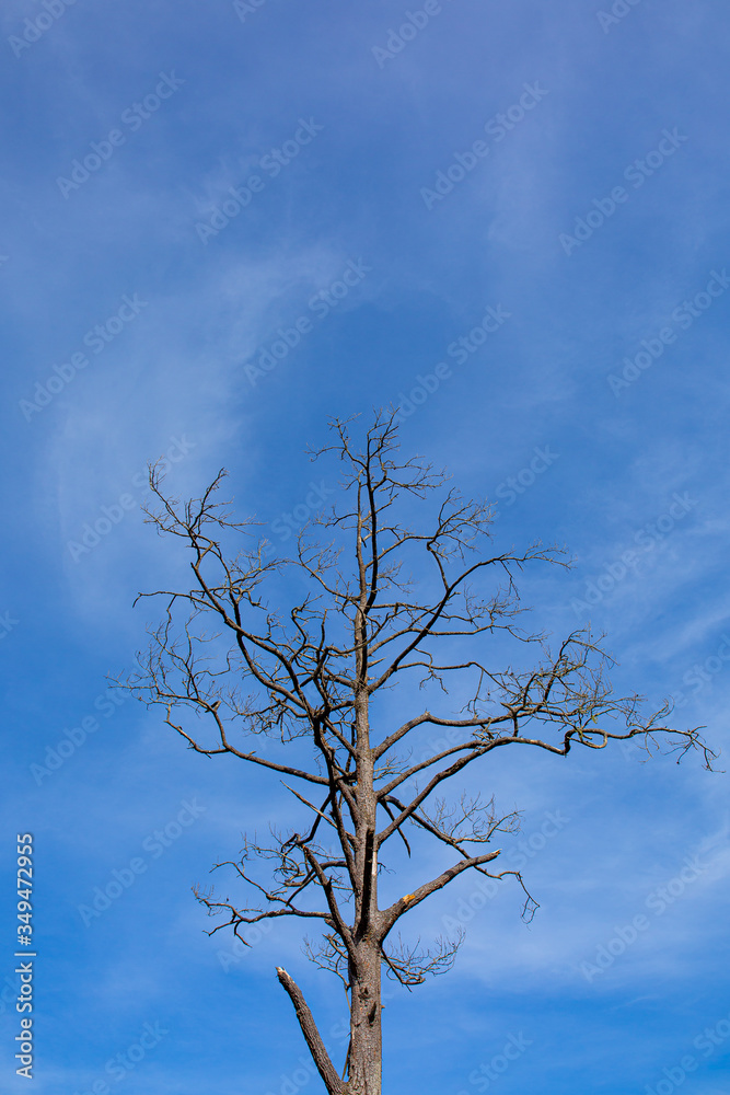 Photos
Search by image
Dead Tree Against Blue Sky
Photos
Search by image
Dead Tree Against Blue Sky