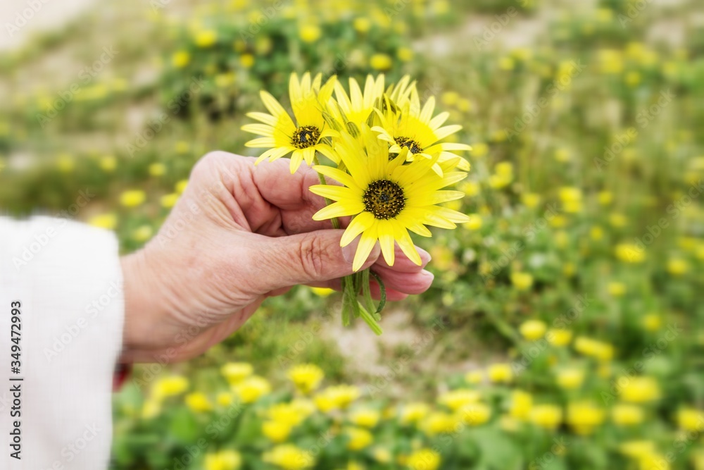 Fototapeta premium hand holding corsage of yellow daisies