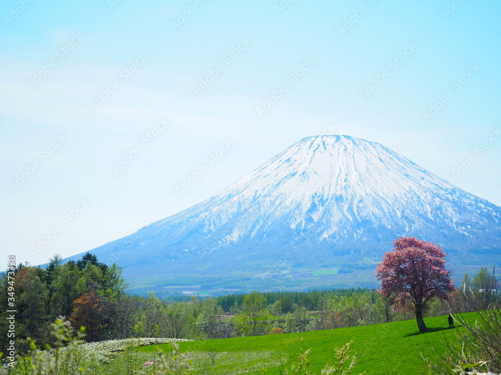 北海道の風景 春の羊蹄山と一本桜