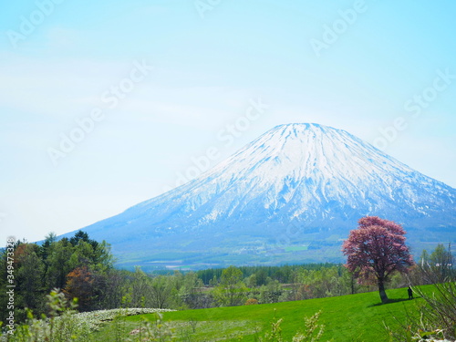 北海道の風景 春の羊蹄山と一本桜