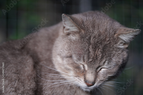portrait of a cat