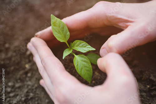 hands close-up in the shape of a heart hold a small sapling of a tree or a plant sprout against the background of soil or earth. Concept love of nature, ecology, spring, new life, Earth Day