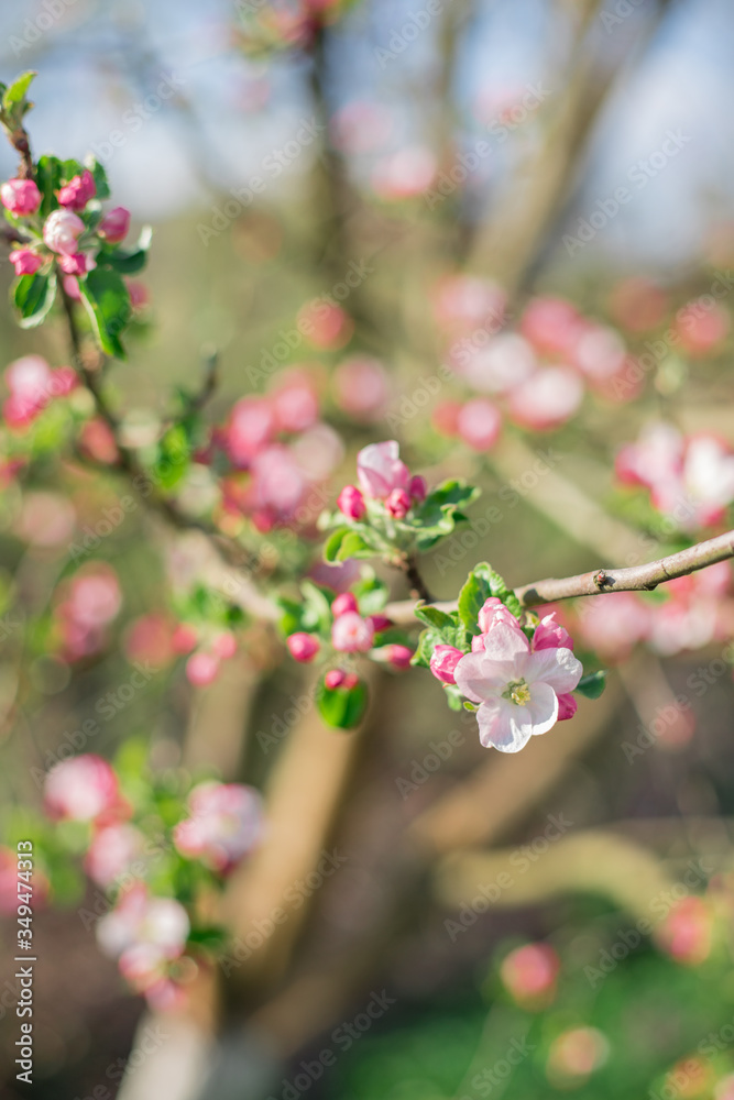 Apple blossom on an apple tree in a domestic garden Apple blossom on an apple tree in a domestic garden