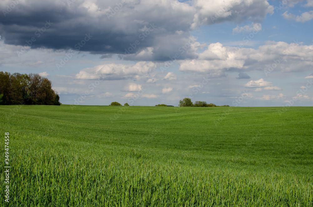 Fototapeta premium Deszczowe chmury nad polem pszenicy. Pole pszenicy na tle chmur w słoneczny dzień