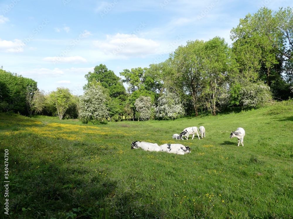 Φωτογραφία Cattle conservation grazing at The Dell, Chorleywood House Estate, Hertfordshire