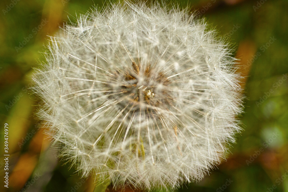 Löwenzahnblüte Löwenzahnblüte
