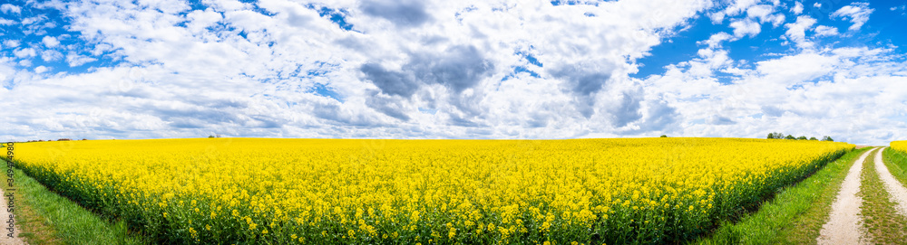 Rape Field in Bavaria/Germany - Raps Feld in Bayern Deutschland